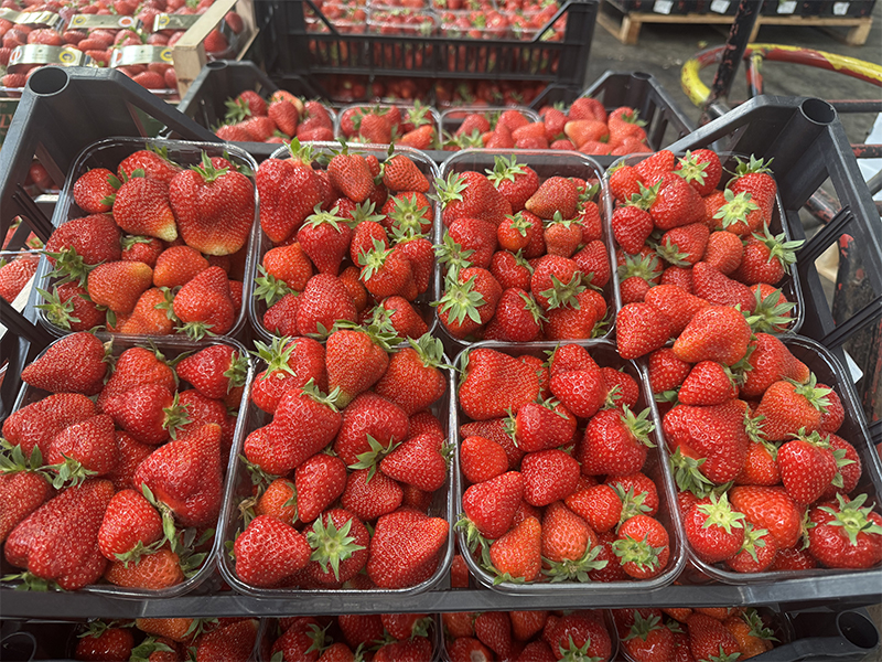 Fragole in vaschetta della provincia di Cuneo 4,50 € al chilo